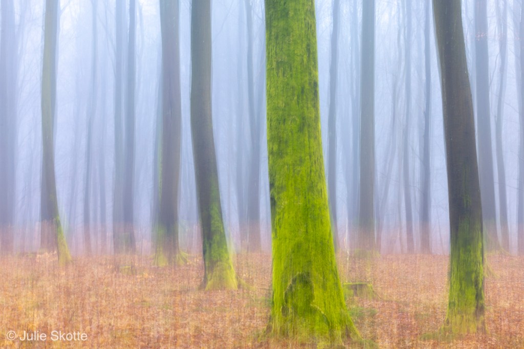 ICM photo of a beech forest i foggy weather. Some of the tree trunks are covered on moss.