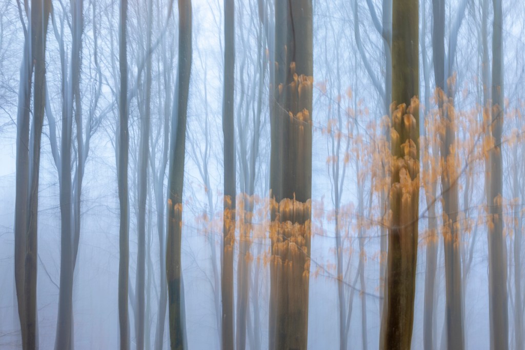 ICM photo of a beech forest i foggy weather. A few dead leaves are still on the trees on this winter morning.