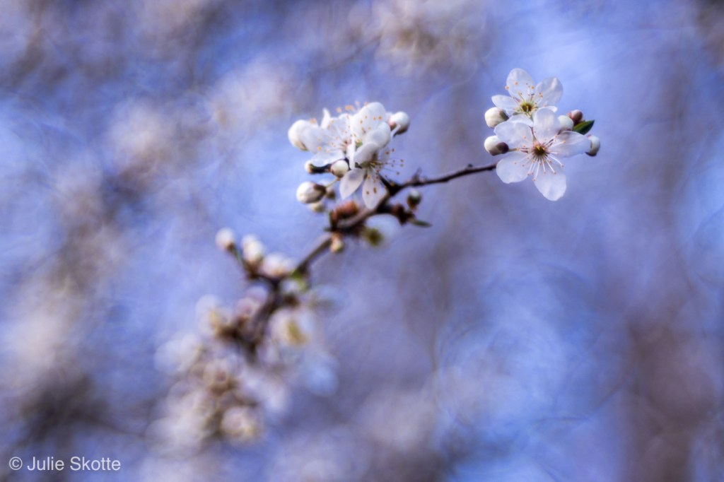 Mirabelle blomster fotograferet med et Trioplan objektiv.