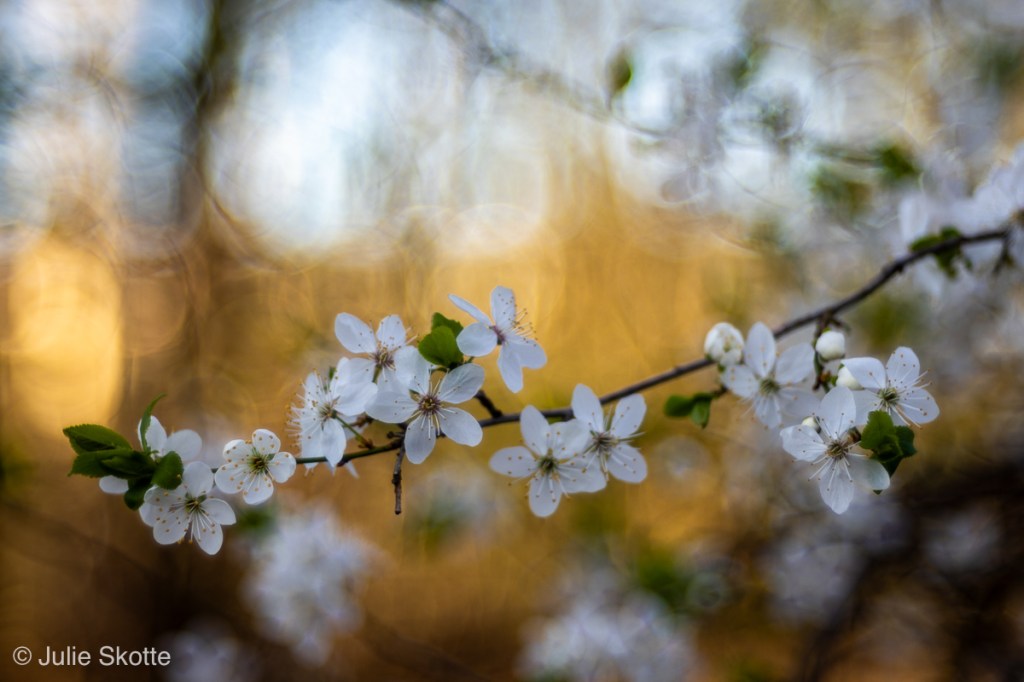 Mirabelle blomster fotograferet med et Trioplan objektiv.