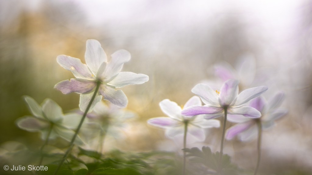 Anemoner i skovbunden fotograferet med et Trioplan objektiv.
