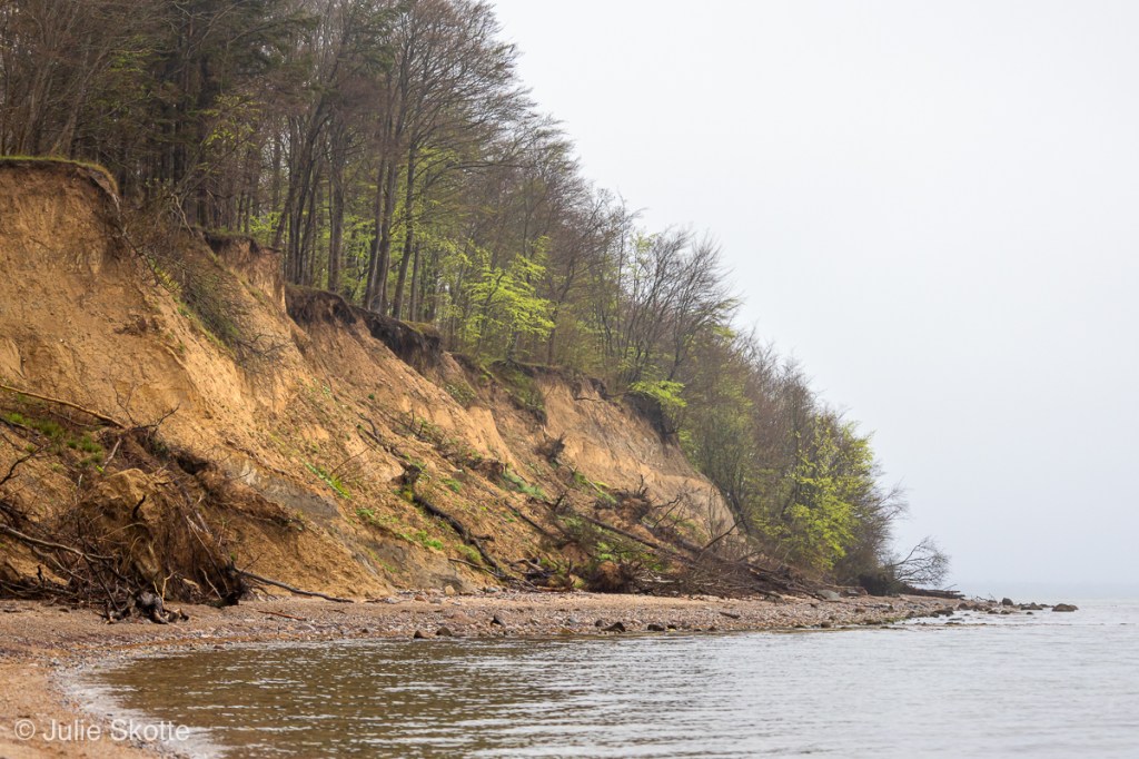 Tormaj Strand, som den fremstår idag, med nedfaldne træer, Haderslev, Danmark
