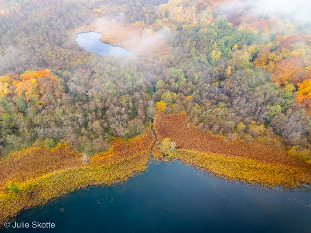 Drone billede af en gul efterårsskov. Der er lave skyer som ligger hen over landskabet. Fra Farum sø, Danmark.