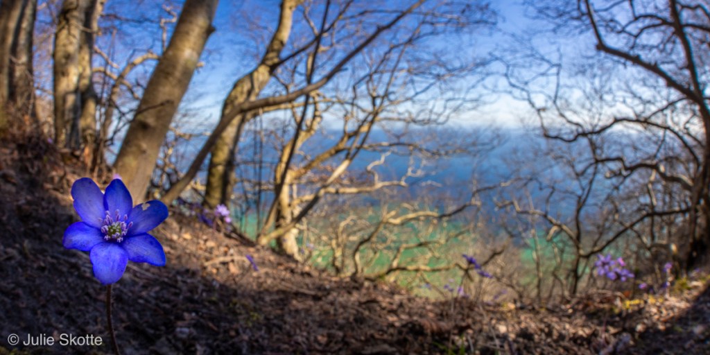 Hvidvinkelsbillede af blå anemone i miljø, fotograferet på kanten ved Møns Klint. Klinteskovens bøgetræer og det turkise vand kan også ses.