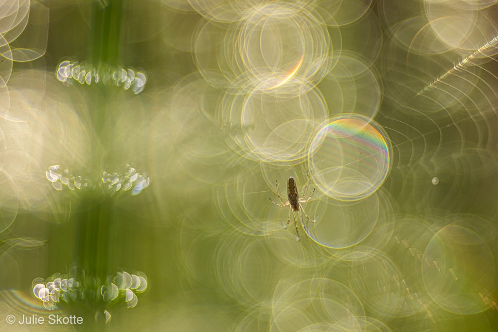Edderkop sidder i spind mellem 2 padderokker. Der er en del bokeh bobler i billedet. Billedet er taget i Vaserne i Danmark.