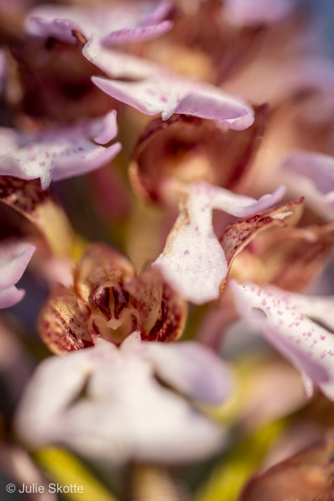 Nærbillede af blomsterstanden af Stor Gøgeurt fotogarferet på Høvblege, Møn, Danmark