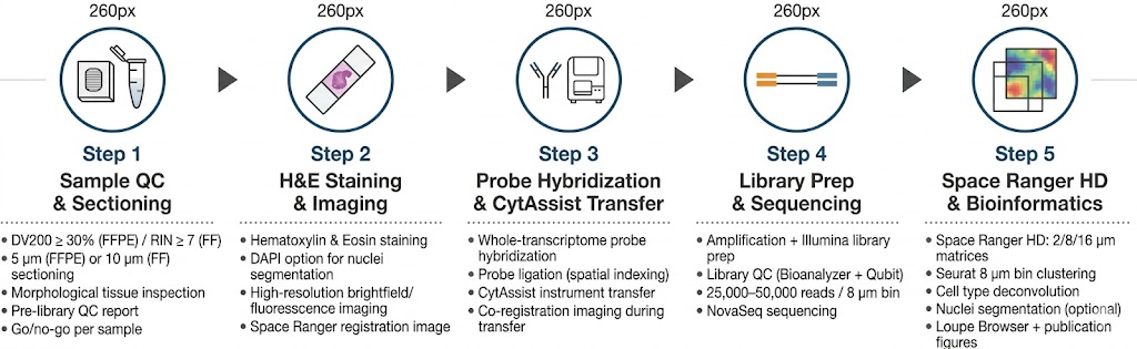 Visium HD bioinformatics pipeline: Space Ranger HD multi-resolution processing, Seurat 8µm bin clustering, cell2location deconvolution, nuclei segmentation, spatially variable gene analysis, and Loupe Browser interactive delivery