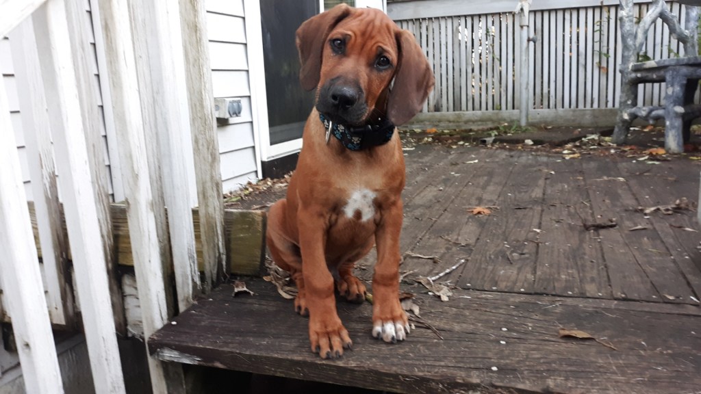 Dogged Curiosity