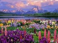 spring