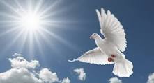 dove