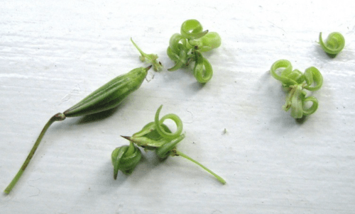 impatiens-seeds