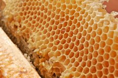 Honey_comb02