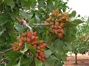 Pistachiotree