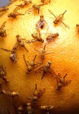 mexican fruit flies