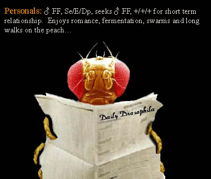 FruitFly 6
