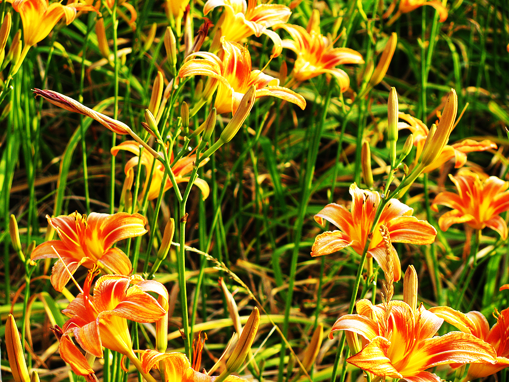 Day Lilies