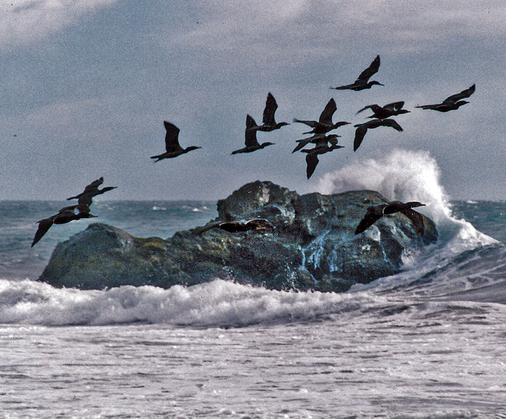 Birds & Pacific Surf_edited-2