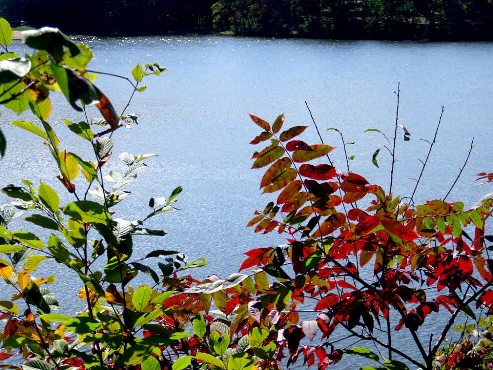 Crowder State Park Autumn leaves