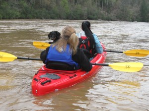 img_1505 Bella the dog hitches a ride down the Coosawattee's shoals.