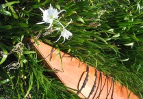 Boat & Lilies