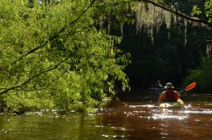 Willow tunnels and moss-draped hardwoods greeted us each day of the trip. The schizophrenic Ogeechee can be wide and open in one bend and then provide just a narrow, single-file path in the next.