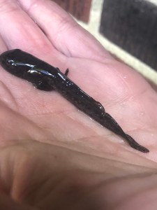 Bronze frog tadpole