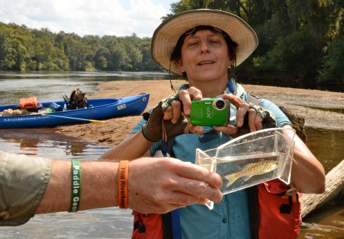 Leslie Raymer snaps a shot of a young shoal bass. Georgia Department of Natural Resources fisheries biologist Brett Albanese, an avid fisherman, said, "It's a cute fish now, but when it gets to be an adult, it's going to drive some men and women crazy." The big, not-so-cute shoal bass skunked Brett in his efforts to catch one without the help of his seine net.