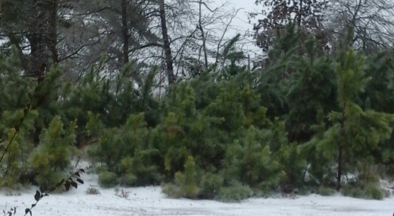 Droppy pine trees image