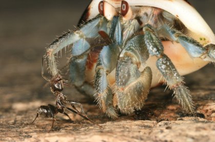 Azteca-Crab1