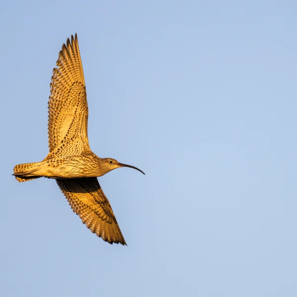 An adult curlew flying over the North Pennine moors