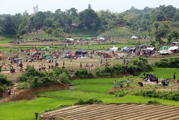 Refugiados estabelecendo abrigos temporários entre campos de arroz, após cruzarem a fronteira