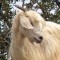 Goat in tree in Africa