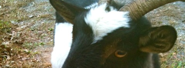 Baby the Goat in Georgia