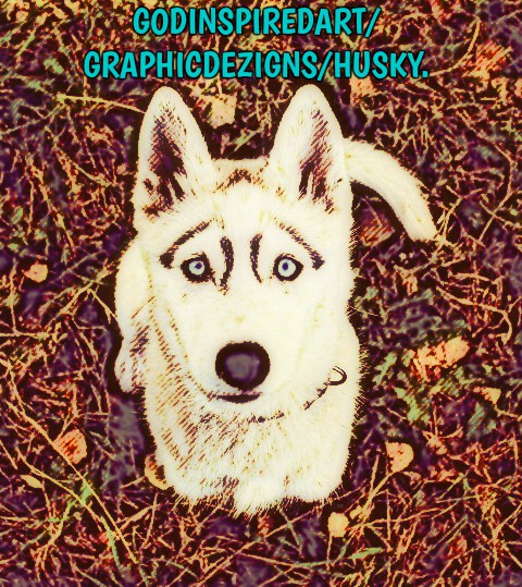 huskiegd1