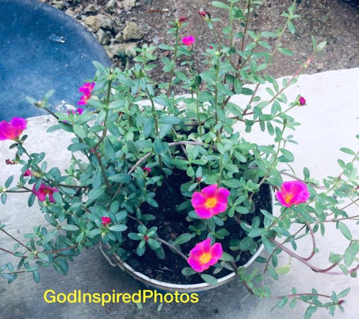 IMG-20191210-WA0018