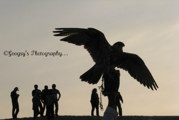 Falcon bird Falcon bird