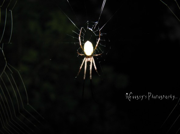 Round Nest Round Nest