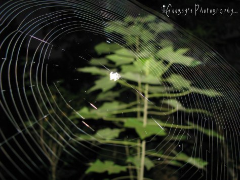 Round Nest Round Nest