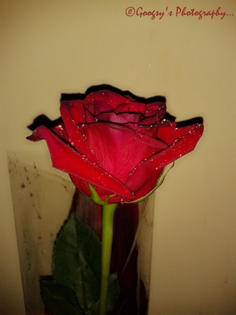 Rose Rose