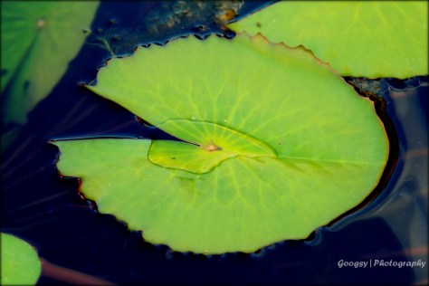 Lotus Leaf