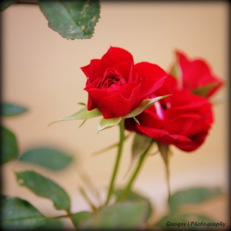 Rose plant