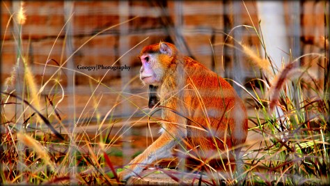 Monkey