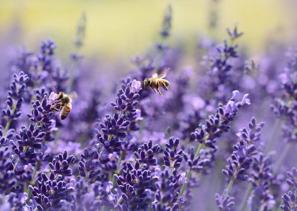 bees and lavender