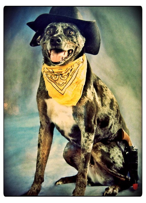 Charley the Cowboy