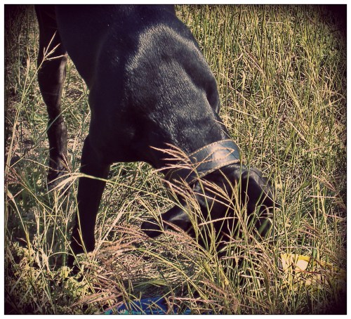 Eating Frisbees