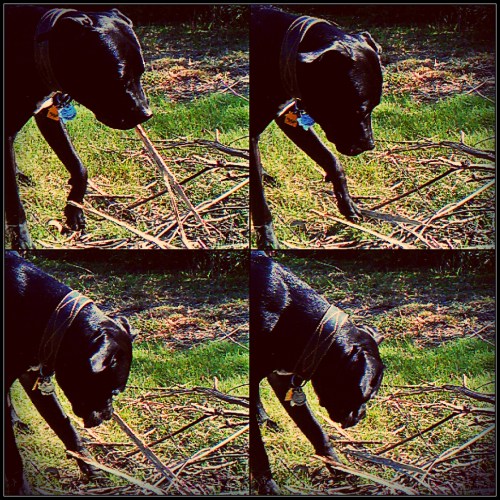 Grimm Picks Up Sticks