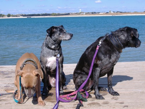 At Lake Pflugerville