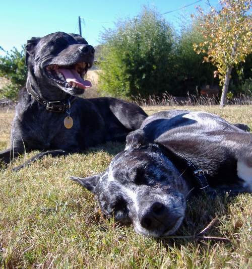 Roxie & Charley Lounge Together Outside
