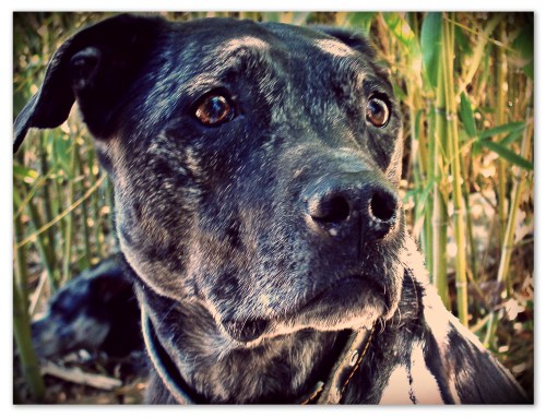 Roxie in the Bamboo