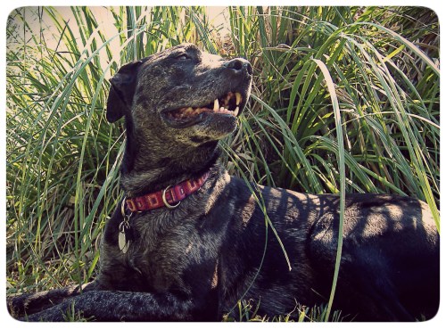 Roxie in the Pampas
